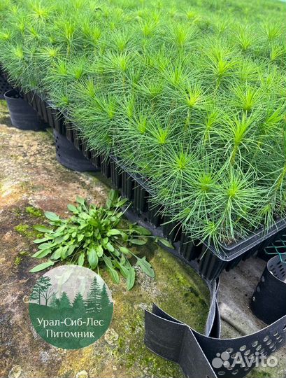 Сеянцы зкс Сосна Ель Лиственница окс Голуб Горн