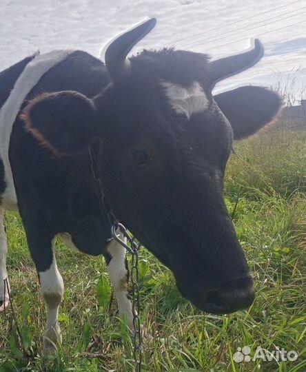 Телка стельная