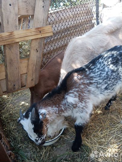 Козы Ламанча