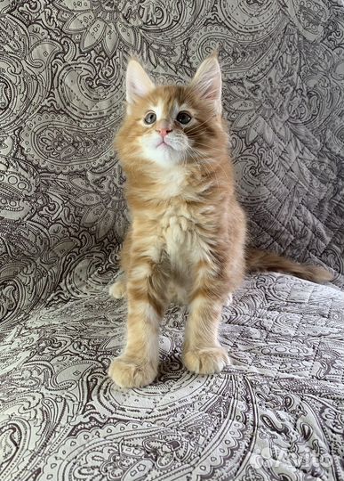 Котята мейн-кун