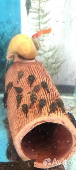 Аквариумные рыбки и корма