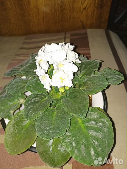 Продам цветы комнатные