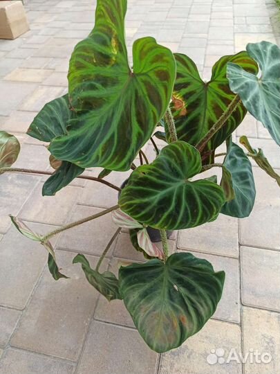 Филодендрон веррукозум