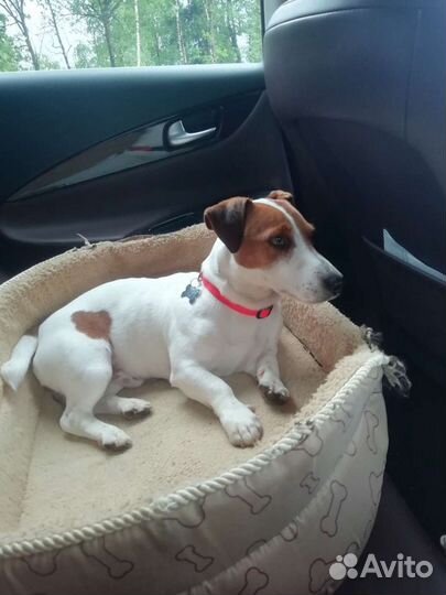 Вязка джек Рассел терьер