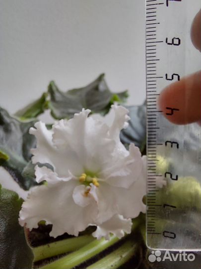 Укорененные листочки фиалки