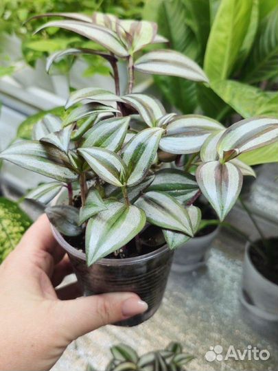 Традисканция зебрина