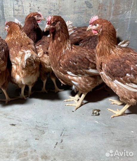 Куры несушки Хайсекс Ломан Браун молодка