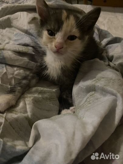 Котенок девочка в добрые руки