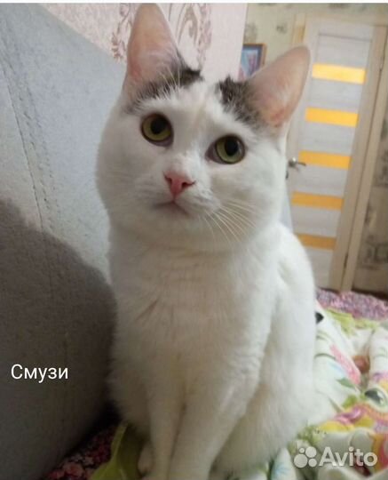 Кошка в дар бесплатно