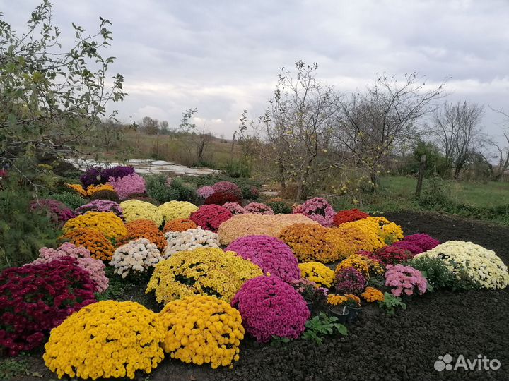 Хризантемы мультифлора