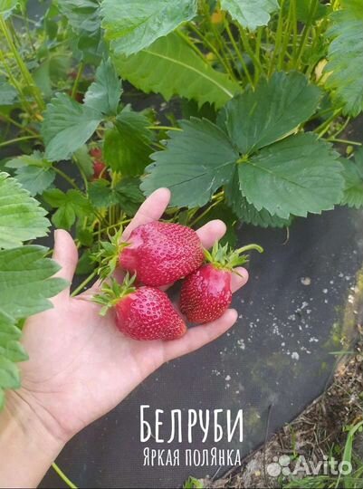 Рассада клубники Белруби