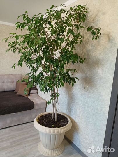 Фикус бенджамина