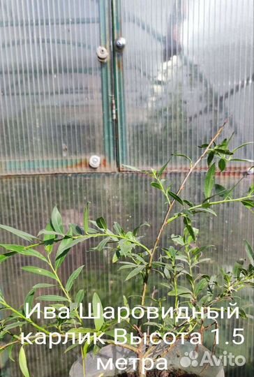 Саженцы Ивы