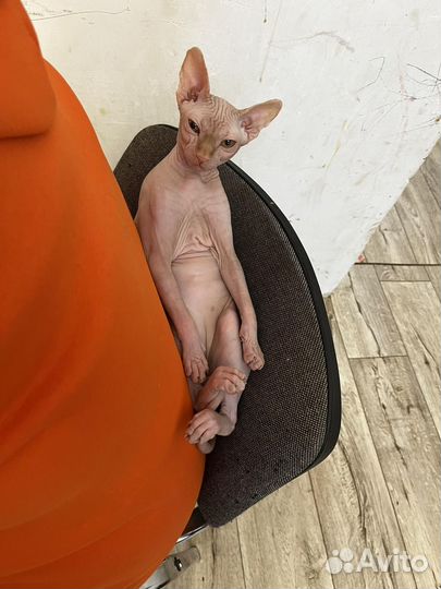 Канадский сфинкс