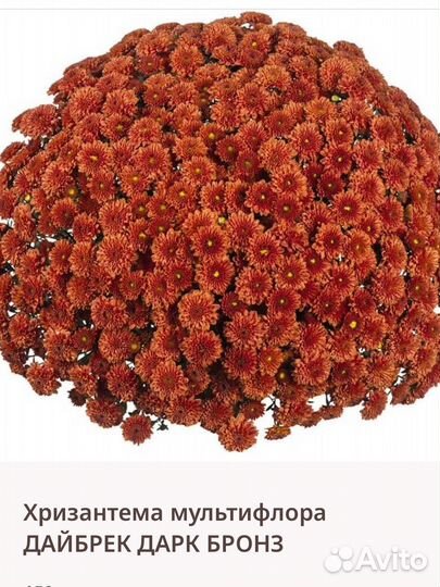 Хризантема мультифлора и корейская