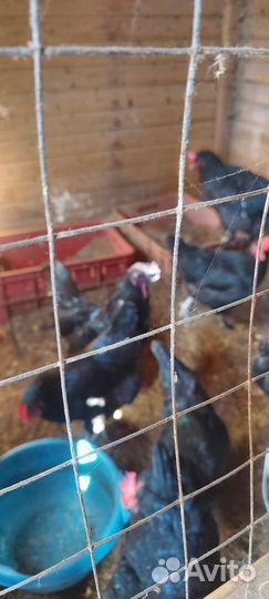 Куры бройлеры живым весом