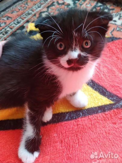Вислоухие котята