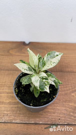 Фикус шривериана