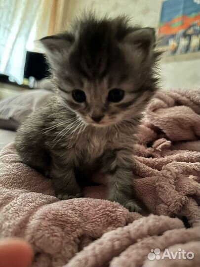 Котенок в добрые руки