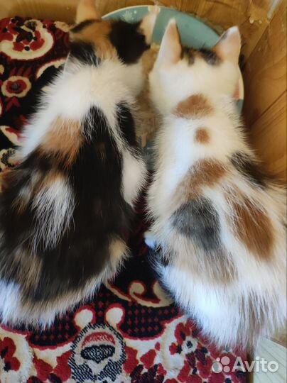 Кошка в дар