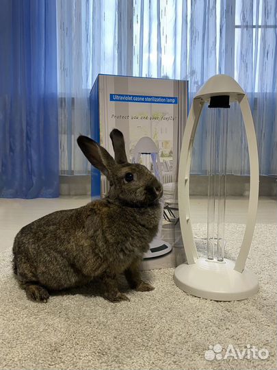 Ультрафиолетовые лампы. Количество ограничено