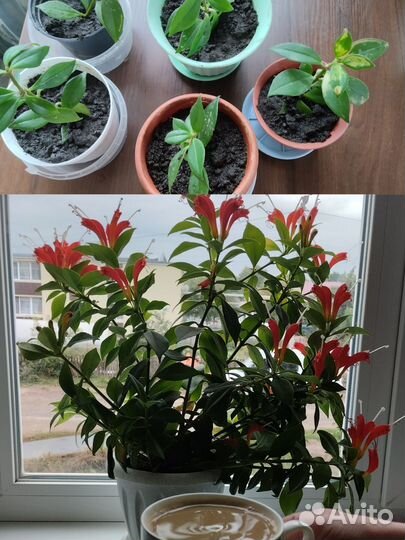 Эсхинантус