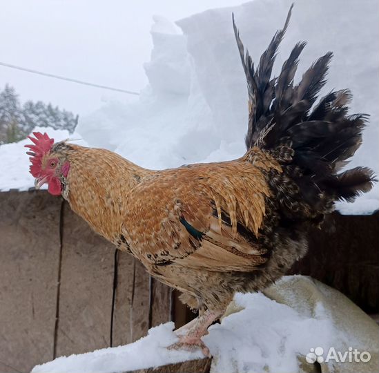 Продам петушков