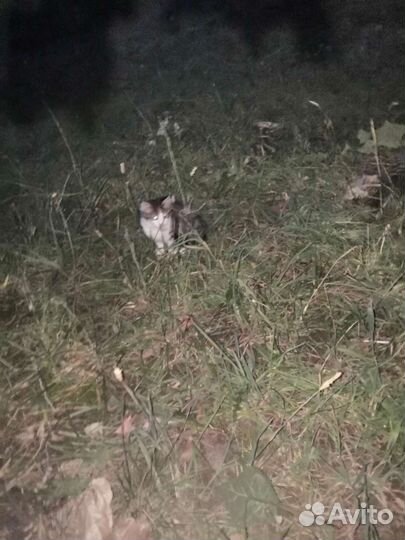 Котенок и кошка бездомные