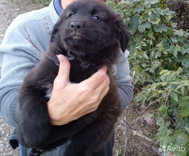 Щеночку нужен дом