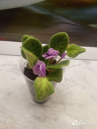 Комнатные цветы фиалки мини