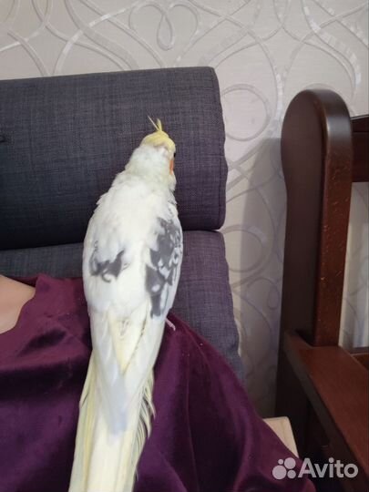 Попугай карелла птенец