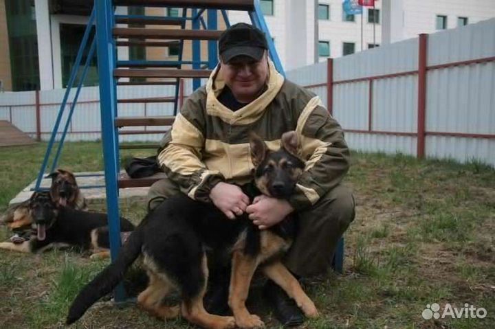 Охранник, кинолог