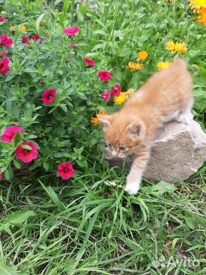 Котята в добрые руки бесплатно