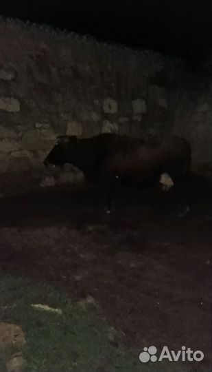 Корова с теленком