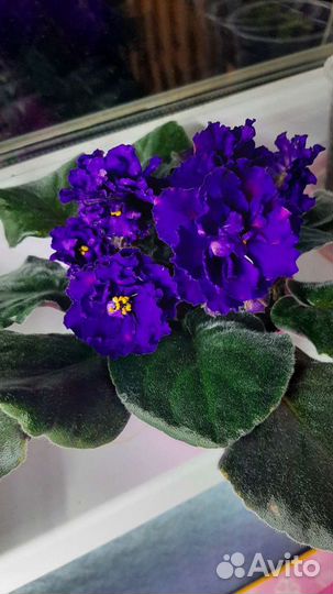 Листики фиалок(свежесрезанные)