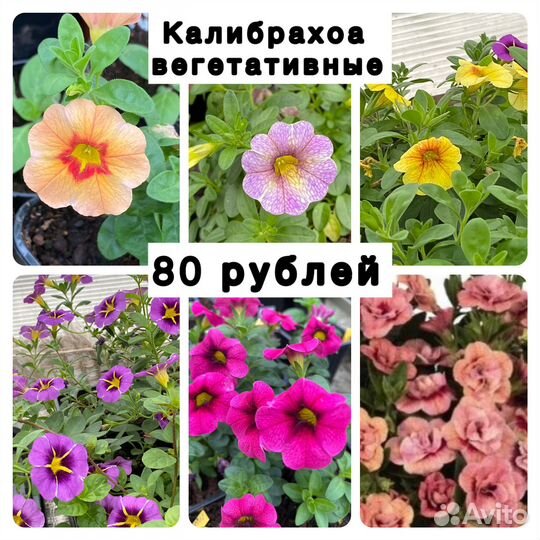 Петунья