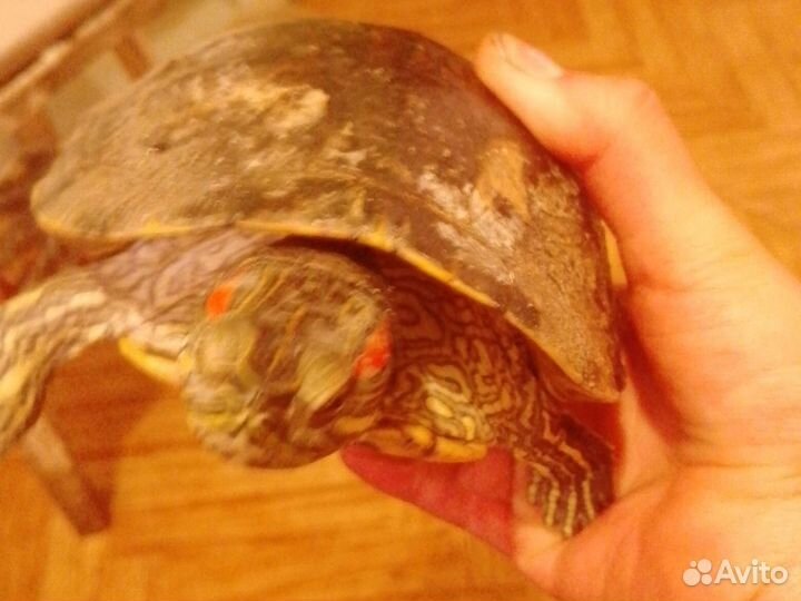 Красноухая черепаха