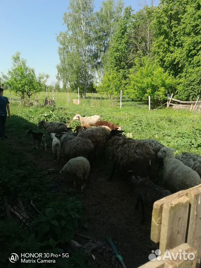 Овцы оптом