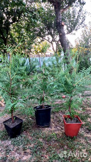 Туя брабант