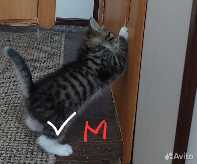 Отдам в добрые руки котят