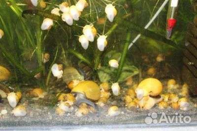 Улитки: Катушки. Физы. Ампулярии