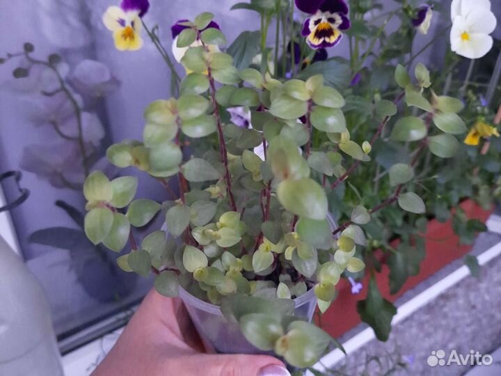 Коллизия