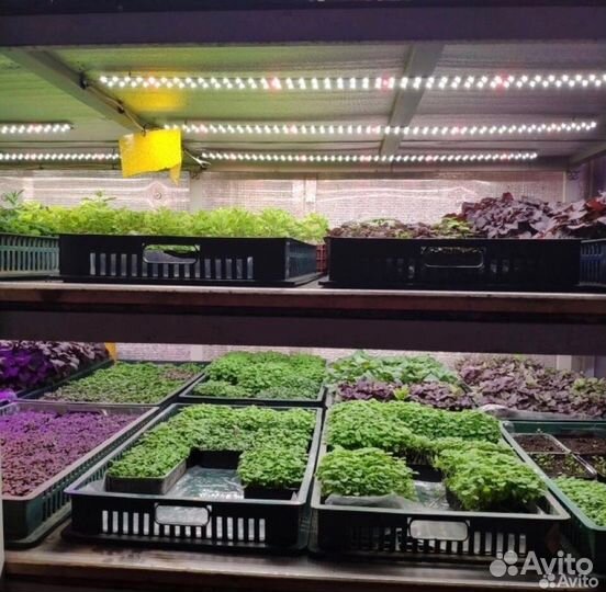 Микрозелень