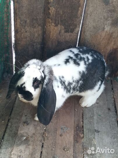 Кролики породы французский баран