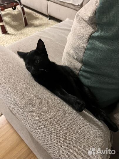 Отдам котенка в добрые руки