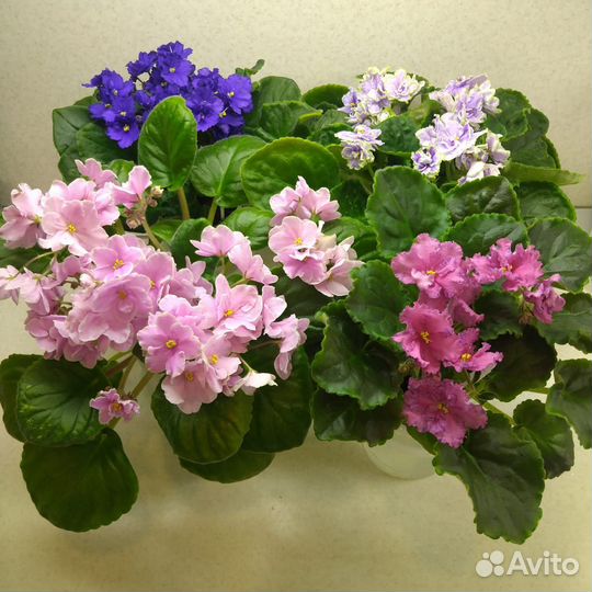 Листочки сортовых фиалочек