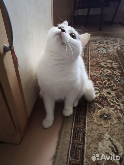 Отдам кошку в добрые руки