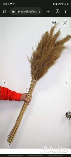 Камыш сухоцвет натуральный