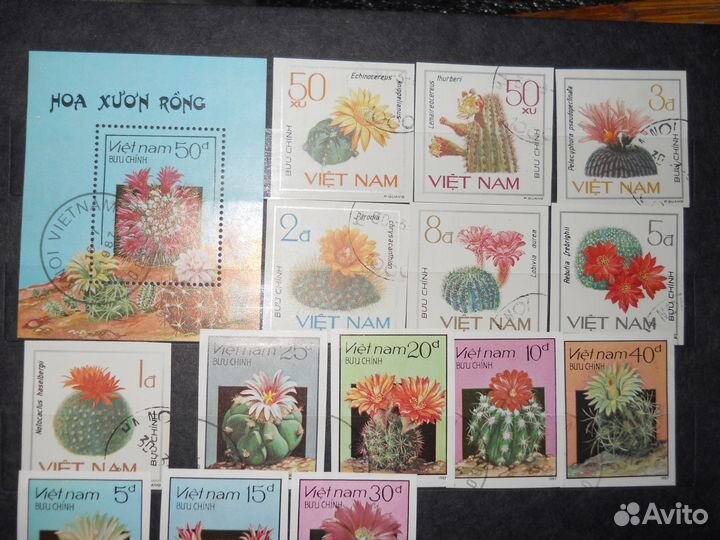 Вьетнам Кактусы