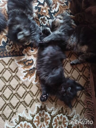 Котята мейн-кун